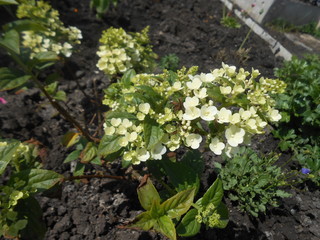 young plants in the garden
