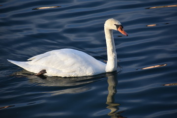 swan on the lake