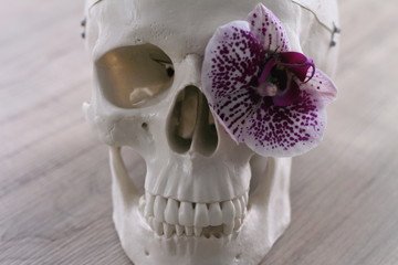 Day of the dead