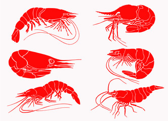 Graphical set of red shrimps isolated on white,vector sea-food illustration