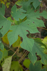 Broussonetia papyrifera