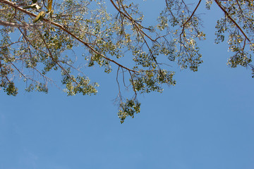 green leaf and sky