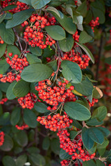 Cotoneaster lacteus