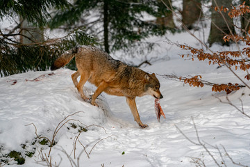 Fototapeta na wymiar grey wolf in the snow
