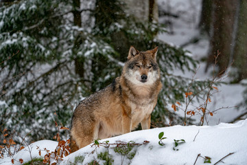 grey wolf in the snow © Andrea Izzotti