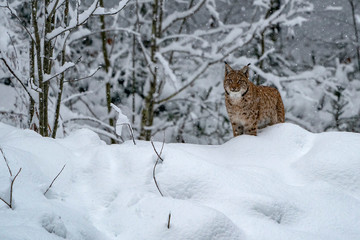 lynx in the snow forest portrait © Andrea Izzotti