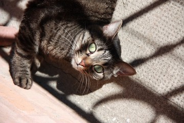 chat tigré aux yeux verts dans l'ombre