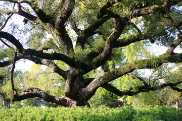 tree trunk in japan