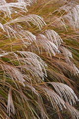 Miscanthus sinensis