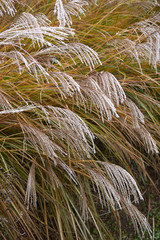 Miscanthus sinensis