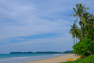 Coconut tree seaside.