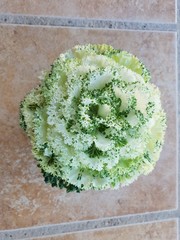 Flor de col