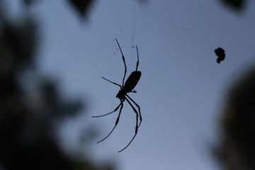 spider silhouette