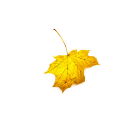 Yellow autumn leaf