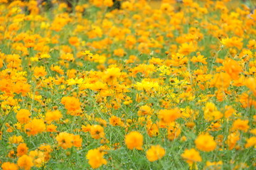Obraz na płótnie Canvas field of yellow flowers