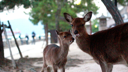 Mother and fawn