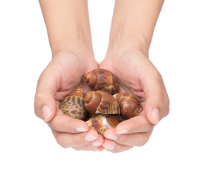 hand holding spotted babylon isolated on white background
