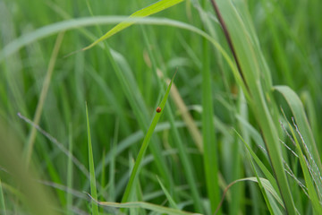 Red lady bug climbing on rice leaf with green rice leaf background.