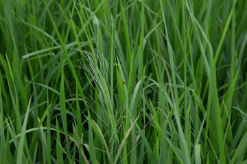 Red lady bug on rice and they are breed together focus selective