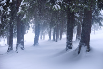 Winter fir forest in fog