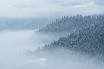 Mgła pokrywająca górskie lasy zimą - 242503020