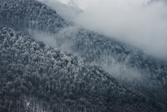 Winter forest in the clouds