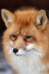Fototapeta premium Red fox