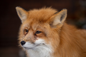 Red fox