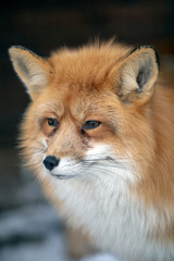Red fox