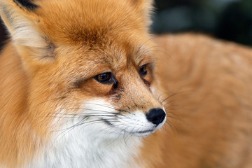 Red fox