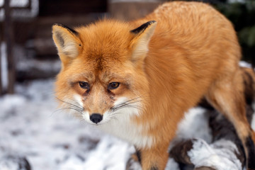 Fototapeta premium Red fox