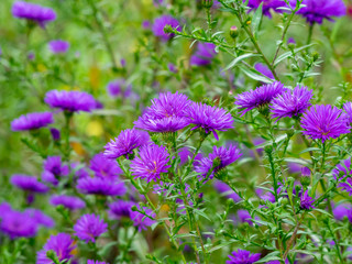 Fleurs d'Aster d'automne doubles de couleur bleu mauve