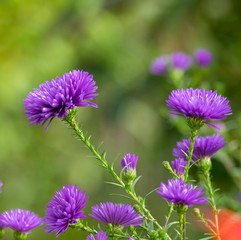 Fleurs d'Aster d'automne doubles de couleur  bleu
