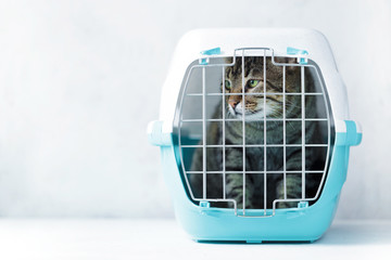 Gray cat in a cage for transportation. Carrying for animals. Relocation and animal transportation...
