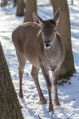 Western roe deer