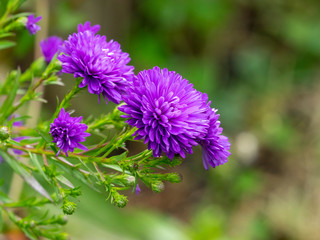 Fleurs d'Aster d'automne doubles de couleur  bleu