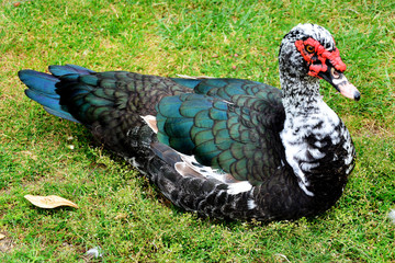 Kaczka © VinyLove Foto