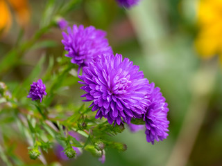 Fleurs d'Aster d'automne doubles de couleur bleu mauve