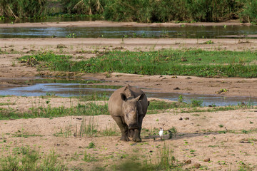 Naklejka premium Nosorożec biały, nosorożec biały, Ceratotherium simum, Park Narodowy Krugera, RPA