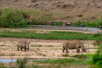 Naklejka premium Nosorożec biały, nosorożec biały, Ceratotherium simum, Park Narodowy Krugera, RPA