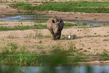 Obraz premium Nosorożec biały, nosorożec biały, Ceratotherium simum, Park Narodowy Krugera, RPA