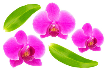 Pink orchid flower isolated on white background