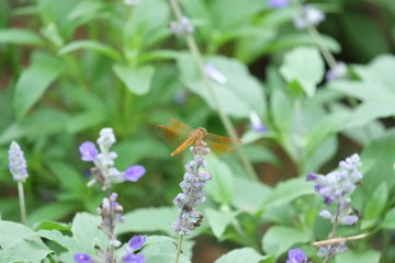 bee on flower