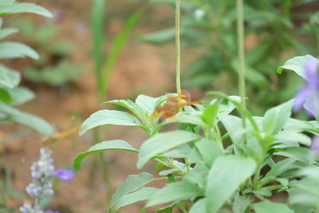 lily of the valley