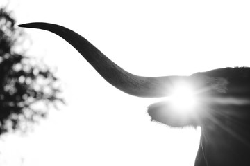 Black and white horn silhouette on Texas Longhorn cow.  Animal on farm shows beef agriculture...