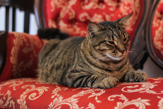 Polydactyl Cat