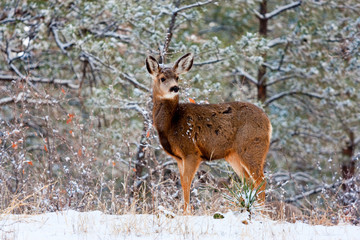 Doe mule deer in the Snowy Woods