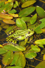 Frog in the Green