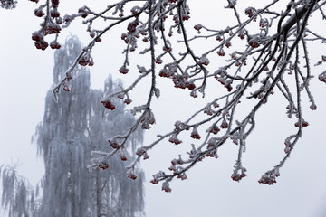 Rowan branches with red berries are shrouded in fluffy hoarfrost on a frosty day.