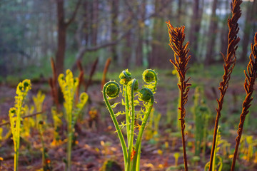 Wild Fiddleheads / Ostrich Fern growing in the spring woods.  A delicious wild edible favorite of foragers. 